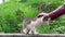 Woman is stroking a stray kitten