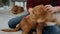 Woman stroking toller puppy on floor