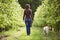 Woman strolling with an orchard Labrador