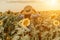 Woman sunflower field. Happy girl in blue dress and straw hat posing in a vast field of sunflowers at sunset. Summer