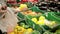 Woman in a supermarket at the vegetable shelf people Stock Video.