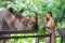 Woman surprised while feeding the rhino