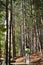 Woman Surveys Tree Stand