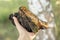 woman survivalists and gatherer with hands gathering and foraging chaga mushroom growing on the birch tree on forest. wild raw foo