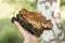 Woman survivalists and gatherer with hands gathering and foraging chaga mushroom growing on the birch tree on forest. wild raw foo