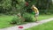 Woman sweep with broom fallen rose petals on garden path. 4K