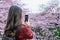 Woman take a photo at Cherry blossom along the Meguro river in Tokyo, Japan.