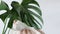 Woman takes care of house plant Monstera. Hands are dusting off large green leaves of plant. Trendy flower in pot for