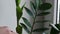 Woman takes care of the plants in her home with hands, dusting the flowers. Slow shooting. Female hands remove dust from