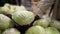 Woman takes green cabbage from heap in supermarket