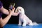 A woman takes pictures on her phone of a Maltese lapdog after a haircut according to the breed standard