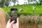 A woman takes pictures on the phone of women who pick tea at tea plantations. Sri-Lanka, Unawatuna, October 31, 2019