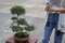 Woman takes pictures on smartphone small bonsai tree