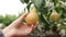 The woman takes a ripe juicy pear in her hand. The female hand touches the fruit on the tree during harvest on an