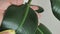 Woman taking care of home plant, wiping water drops and dust from green leaves. Girl washing exotic tree ficus