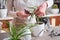 Woman taking care of Potted Dracaena house plant at home