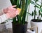 Woman taking care of Potted Sansevieria house plant at home