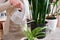 Woman taking care of Potted Sansevieria house plant at home