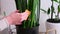 Woman taking care of Potted Sansevieria house plant at home