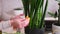 Woman taking care of Potted Sansevieria house plant at home