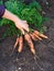 A woman taking freshly harvested carrot from a ground