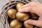 Woman taking golden egg from nest