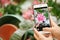 Woman taking photo of blooming aechmea flower,