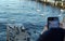 A woman taking photo with her mobile phone of waterfowl on the bank of Lake Zurich.