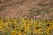 Woman taking selfie in field of sunflowers in Chorleywood, Hertfordshire UK. The sunflowers are grown for their seeds.