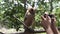 Woman taking smart phone picture of a young Philippine Scops Owl