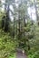 A woman talking through stout grove in Jebediah Smith Redwoods State Park, California.  Surrounded by giant redwoods trees