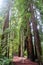 A woman talking through stout grove in Jebediah Smith Redwoods State Park, California.  Surrounded by giant redwoods trees