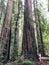 A woman talking through stout grove in Jebediah Smith Redwoods State Park, California.  Surrounded by giant redwoods trees
