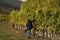 Woman tasting grapes