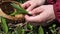 Woman tearing bunches of fresh wild garlic in the forest and spring. Leaves bunch