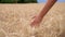 Woman or teenage female girl hand feeling the top of a field of golden barley, corn or wheat crop