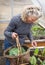 Woman Tending Organic Greenhouse Garden