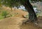 A woman tends goats under a craggy tree on a hill outside Chefch