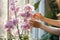 Woman tends to a blossoming Phalaenopsis orchid