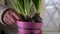 Woman tends to hyacinth house plant in home