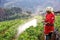 Woman from Thailand spraying strawberry plant