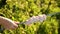 Woman threads fresh raw shish kebab onto skewers during a picnic in nature on a sunny summer day. Family barbecue, food