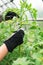 Woman ties up green tomatoes