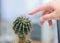 The woman touched the cactus needles with her finger