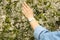 Woman touches blooming tree. Sunny spring