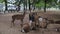 Woman touches Nara deer