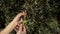 A woman touches an olive branch and rips off one olive. Young olives ripen on an olive tree. Woman hands close up