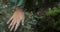 Woman touches the water, lowers her hand into a cold clean mountain stream. Pure clean transparent water of a river