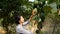 Woman touching big green papaya fruit in the garden.