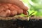 Woman touching young vegetable seedling outdoors